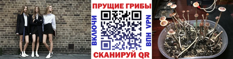 где найти   Куса  Псилоцибиновые грибы Psilocybe 
